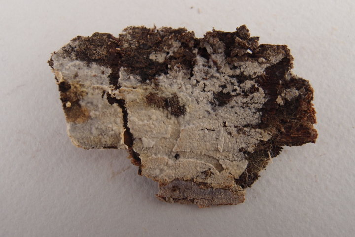 Botryobasidium con spore finemente verrucose